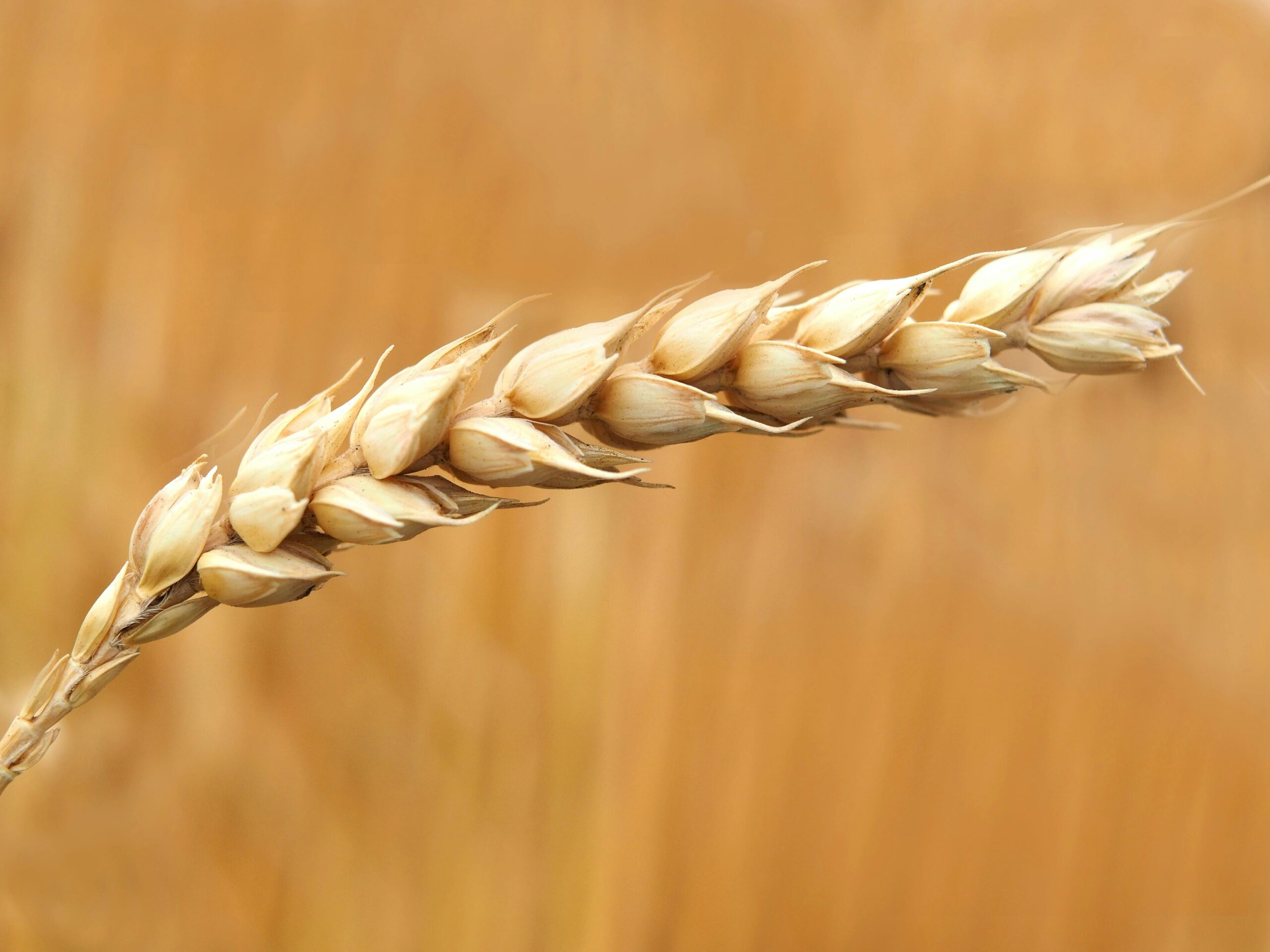 A detailed macro shot of a wheat ear in a sunlit field, highlighting agriculture.